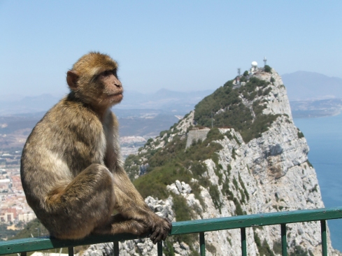 Rock_of_Gibraltar_Barbary_Macaque